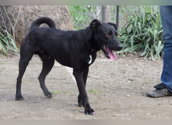 Lacy - freundlicher, aufgeschlossener, neugieriger Rüde