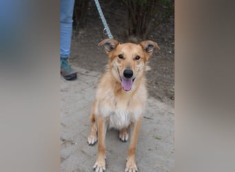 Plum - verschmuster, aufgeschlossener & freundlicher Rüde