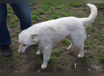 Caruso - zeigt sich freundlich, stubenrein und möchte alles kennenlernen
