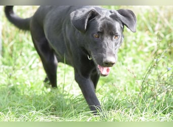 Heidi - tolle Hündin die gelehrig ist und Spaß an Nasenarbeit hat