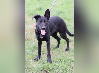 Heidi - tolle Hündin die gelehrig ist und Spaß an Nasenarbeit hat