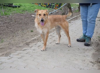 Plum - verschmuster, aufgeschlossener & freundlicher Rüde