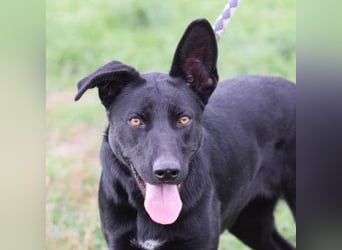 Heidi - tolle Hündin die gelehrig ist und Spaß an Nasenarbeit hat