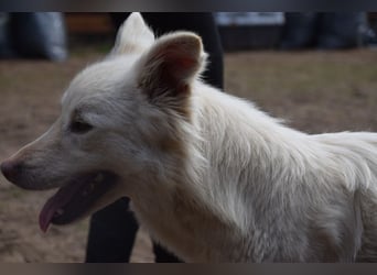 Caruso - zeigt sich freundlich, stubenrein und möchte alles kennenlernen