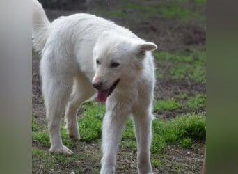 Caruso - zeigt sich freundlich, stubenrein und möchte alles kennenlernen