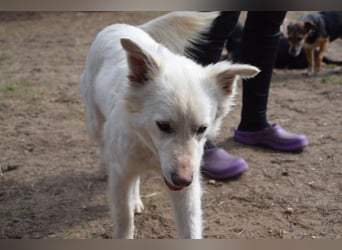 Caruso - zeigt sich freundlich, stubenrein und möchte alles kennenlernen