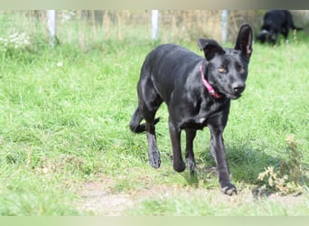 Heidi - tolle Hündin die gelehrig ist und Spaß an Nasenarbeit hat