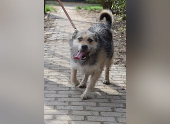 Capone - freundlicher und  menschenbezogener Rüde