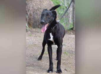 Lacy - freundlicher, aufgeschlossener, neugieriger Rüde