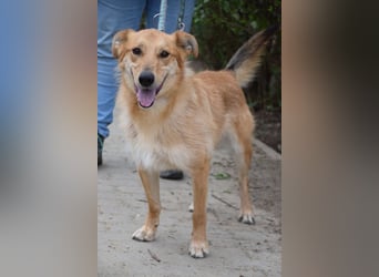 Plum - verschmuster, aufgeschlossener & freundlicher Rüde