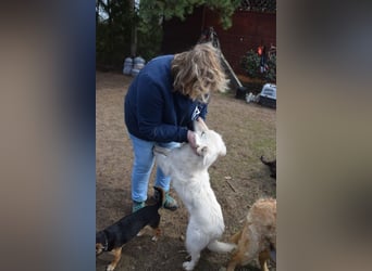 Caruso - zeigt sich freundlich, stubenrein und möchte alles kennenlernen