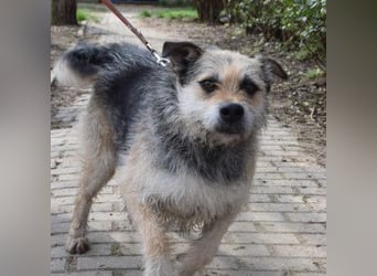 Capone - freundlicher und  menschenbezogener Rüde