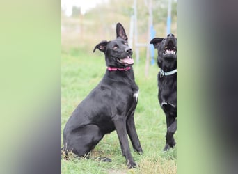 Heidi - tolle Hündin die gelehrig ist und Spaß an Nasenarbeit hat