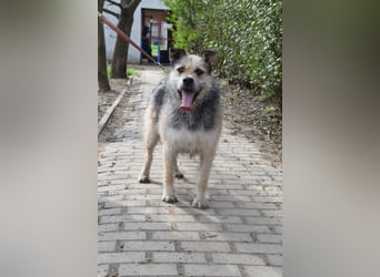 Capone - freundlicher und  menschenbezogener Rüde