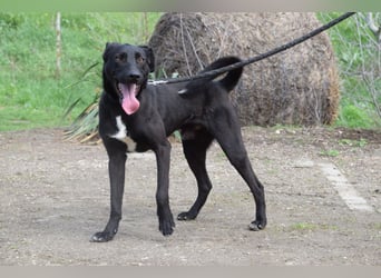 Lacy - freundlicher, aufgeschlossener, neugieriger Rüde