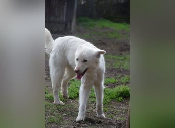 Caruso - zeigt sich freundlich, stubenrein und möchte alles kennenlernen
