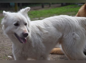 Caruso - zeigt sich freundlich, stubenrein und möchte alles kennenlernen