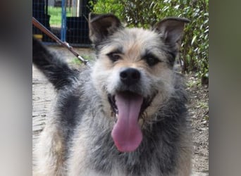 Capone - freundlicher und  menschenbezogener Rüde