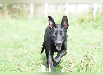 Heidi - tolle Hündin die gelehrig ist und Spaß an Nasenarbeit hat