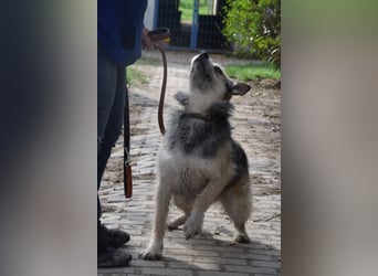 Capone - freundlicher und  menschenbezogener Rüde