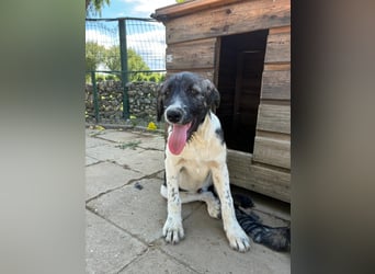 Wer sucht noch einen besten Freund? Unser Kai ist bereit für sein neues Leben!