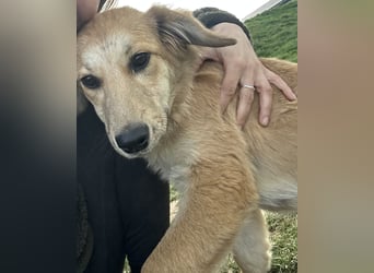 Serena sucht ihr großes Glück