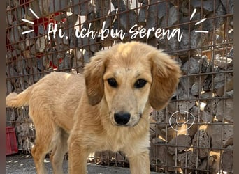 Serena sucht ihr großes Glück