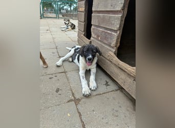 Wer sucht noch einen besten Freund? Unser Kai ist bereit für sein neues Leben!