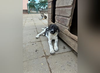 Wer sucht noch einen besten Freund? Unser Kai ist bereit für sein neues Leben!