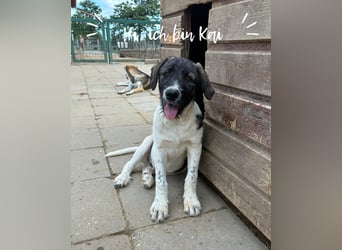 Wer sucht noch einen besten Freund? Unser Kai ist bereit für sein neues Leben!