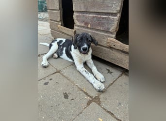 Wer sucht noch einen besten Freund? Unser Kai ist bereit für sein neues Leben!