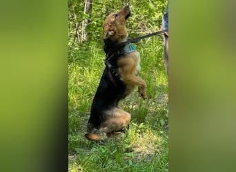 GERDA - sucht Anschluss