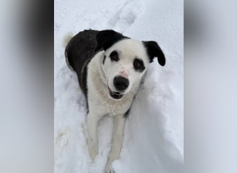 PANDA- sucht liebevolle aktive Familie