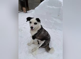 PANDA- sucht liebevolle aktive Familie