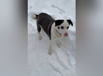 PANDA- sucht liebevolle aktive Familie