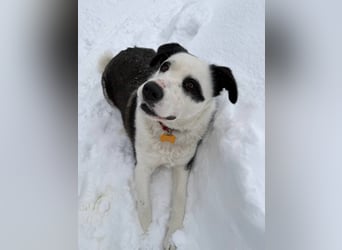 PANDA- sucht liebevolle aktive Familie