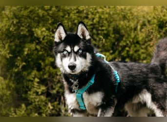 Freundlicher Tyson sucht seine Familie