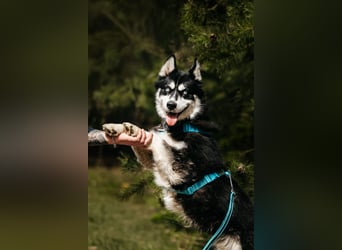 Freundlicher Tyson sucht seine Familie