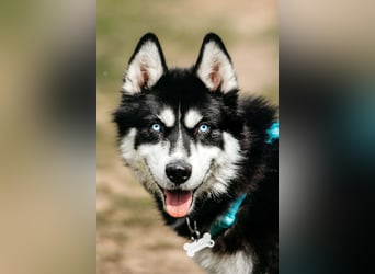 Freundlicher Tyson sucht seine Familie