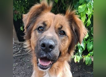 sensible Hundeseele FIONA - 6,5 Jahre, 58cm/20kg - Mischling