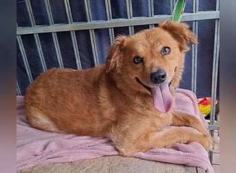 DALMA - ein Herz aus GOLD - 8,5 Jahre, 54cm/ 20kg - Mischling