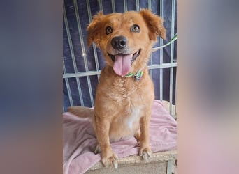 DALMA - ein Herz aus GOLD - 8,5 Jahre, 54cm/ 20kg - Mischling
