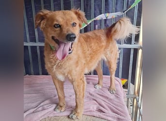 DALMA - ein Herz aus GOLD - 8,5 Jahre, 54cm/ 20kg - Mischling