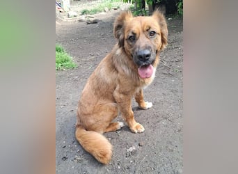 sensible Hundeseele FIONA - 6,5 Jahre, 58cm/20kg - Mischling