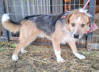 ❤️❤️❤️ armer RICKY überlebte die Hölle - 3 Jahre, 52cm/16kg - Mischling