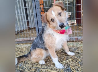 ❤️❤️❤️ armer RICKY überlebte die Hölle - 3 Jahre, 52cm/16kg - Mischling