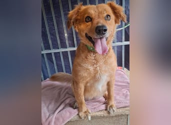 DALMA - ein Herz aus GOLD - 8,5 Jahre, 54cm/ 20kg - Mischling