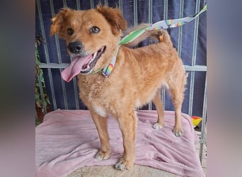 DALMA - ein Herz aus GOLD - 8,5 Jahre, 54cm/ 20kg - Mischling