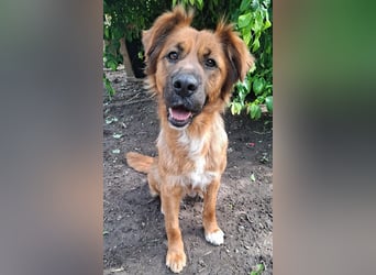 sensible Hundeseele FIONA - 6,5 Jahre, 58cm/20kg - Mischling