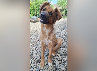 sensible Hundeseele FIONA - 6,5 Jahre, 58cm/20kg - Mischling